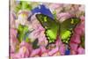 Green Swallowtail Butterfly Papilio Neumogeni-Darrell Gulin-Stretched Canvas