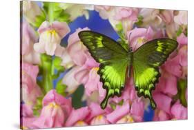 Green Swallowtail Butterfly Papilio Neumogeni-Darrell Gulin-Stretched Canvas