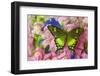 Green Swallowtail Butterfly Papilio Neumogeni-Darrell Gulin-Framed Photographic Print