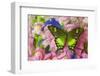 Green Swallowtail Butterfly Papilio Neumogeni-Darrell Gulin-Framed Photographic Print