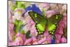Green Swallowtail Butterfly Papilio Neumogeni-Darrell Gulin-Mounted Photographic Print