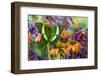 Green swallowtail butterfly, Papilio palinurus daedelus on orange coneflowers and painted tongue-Darrell Gulin-Framed Photographic Print