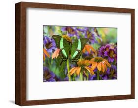 Green swallowtail butterfly, Papilio palinurus daedelus on orange coneflowers and painted tongue-Darrell Gulin-Framed Photographic Print