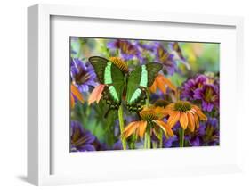 Green swallowtail butterfly, Papilio palinurus daedelus on orange coneflowers and painted tongue-Darrell Gulin-Framed Photographic Print