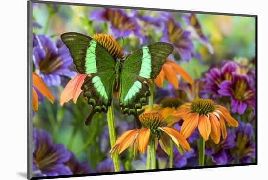 Green swallowtail butterfly, Papilio palinurus daedelus on orange coneflowers and painted tongue-Darrell Gulin-Mounted Photographic Print