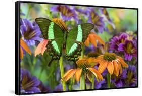 Green swallowtail butterfly, Papilio palinurus daedelus on orange coneflowers and painted tongue-Darrell Gulin-Framed Stretched Canvas