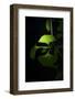 Green Sweetnes-Philippe Sainte-Laudy-Framed Photographic Print