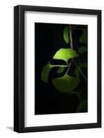 Green Sweetnes-Philippe Sainte-Laudy-Framed Photographic Print