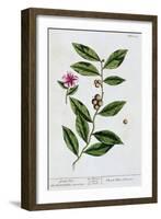 Green tea, 1782-Elizabeth Blackwell-Framed Giclee Print