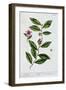 Green tea, 1782-Elizabeth Blackwell-Framed Giclee Print