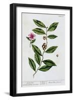 Green tea, 1782-Elizabeth Blackwell-Framed Giclee Print