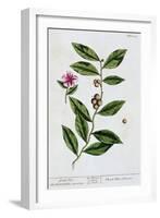 Green tea, 1782-Elizabeth Blackwell-Framed Giclee Print