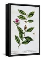 Green tea, 1782-Elizabeth Blackwell-Framed Stretched Canvas