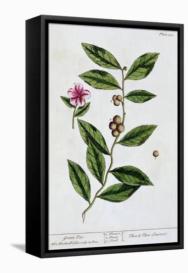 Green tea, 1782-Elizabeth Blackwell-Framed Stretched Canvas