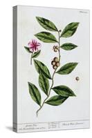 Green tea, 1782-Elizabeth Blackwell-Stretched Canvas