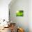 Green Tea Bud and Fresh Leaves, Tea Plantations, Nature of Kerala, India-f9photos-Stretched Canvas displayed on a wall