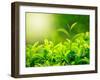 Green Tea Bud and Fresh Leaves, Tea Plantations, Nature of Kerala, India-f9photos-Framed Photographic Print