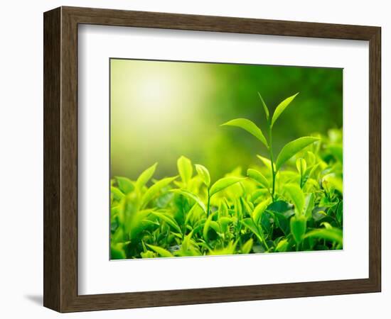 Green Tea Bud and Fresh Leaves, Tea Plantations, Nature of Kerala, India-f9photos-Framed Photographic Print