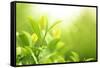 Green Tea Bud and Leaves.Shallow Dof.-Liang Zhang-Framed Stretched Canvas