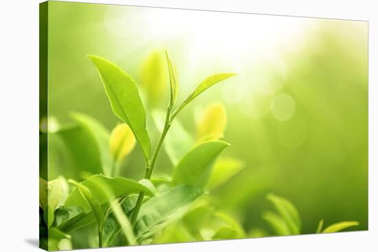 Green Tea Bud and Leaves.Shallow Dof.-Liang Zhang-Stretched Canvas