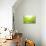 Green Tea Bud and Leaves.Shallow Dof.-Liang Zhang-Stretched Canvas displayed on a wall