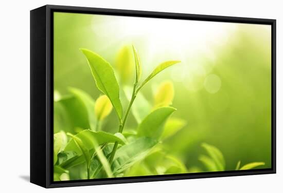 Green Tea Bud and Leaves.Shallow Dof.-Liang Zhang-Framed Stretched Canvas