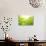 Green Tea Bud and Leaves.Shallow Dof.-Liang Zhang-Photographic Print displayed on a wall