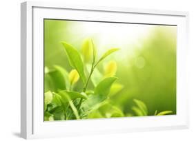 Green Tea Bud and Leaves.Shallow Dof.-Liang Zhang-Framed Photographic Print