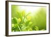 Green Tea Bud and Leaves.Shallow Dof.-Liang Zhang-Framed Photographic Print