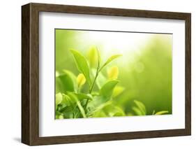 Green Tea Bud and Leaves.Shallow Dof.-Liang Zhang-Framed Photographic Print