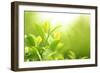 Green Tea Bud and Leaves.Shallow Dof.-Liang Zhang-Framed Photographic Print