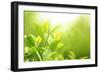 Green Tea Bud and Leaves.Shallow Dof.-Liang Zhang-Framed Photographic Print