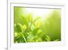 Green Tea Bud and Leaves.Shallow Dof.-Liang Zhang-Framed Photographic Print