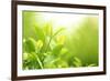 Green Tea Bud and Leaves.Shallow Dof.-Liang Zhang-Framed Photographic Print