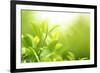Green Tea Bud and Leaves.Shallow Dof.-Liang Zhang-Framed Photographic Print