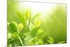 Green Tea Bud and Leaves.Shallow Dof.-Liang Zhang-Mounted Photographic Print