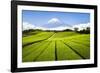 Green Tea plantation in Shizuoka with Mount Fuji in the background, Shizuoka Prefecture, Japan-Jan Christopher Becke-Framed Photographic Print