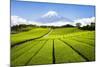 Green Tea plantation in Shizuoka with Mount Fuji in the background, Shizuoka Prefecture, Japan-Jan Christopher Becke-Mounted Photographic Print