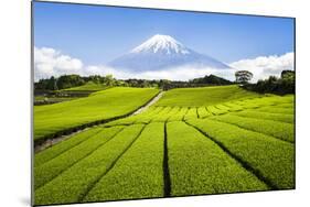 Green Tea plantation in Shizuoka with Mount Fuji in the background, Shizuoka Prefecture, Japan-Jan Christopher Becke-Mounted Photographic Print