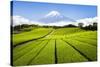 Green Tea plantation in Shizuoka with Mount Fuji in the background, Shizuoka Prefecture, Japan-Jan Christopher Becke-Stretched Canvas