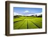 Green Tea plantation in Shizuoka with Mount Fuji in the background, Shizuoka Prefecture, Japan-Jan Christopher Becke-Framed Photographic Print