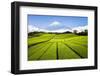 Green Tea plantation in Shizuoka with Mount Fuji in the background, Shizuoka Prefecture, Japan-Jan Christopher Becke-Framed Photographic Print