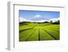 Green Tea plantation in Shizuoka with Mount Fuji in the background, Shizuoka Prefecture, Japan-Jan Christopher Becke-Framed Photographic Print