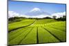 Green Tea plantation in Shizuoka with Mount Fuji in the background, Shizuoka Prefecture, Japan-Jan Christopher Becke-Mounted Photographic Print