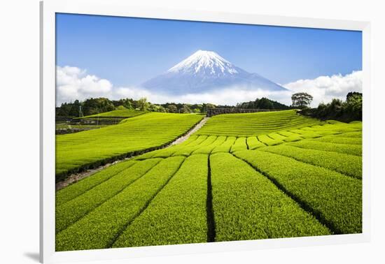 Green Tea plantation in Shizuoka with Mount Fuji in the background, Shizuoka Prefecture, Japan-Jan Christopher Becke-Framed Photographic Print