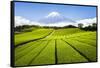 Green Tea plantation in Shizuoka with Mount Fuji in the background, Shizuoka Prefecture, Japan-Jan Christopher Becke-Framed Stretched Canvas
