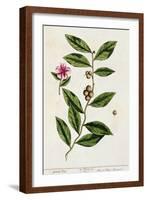 Green Tea, Plate 351 from A Curious Herbal, Published 1782-Elizabeth Blackwell-Framed Giclee Print
