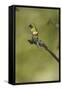 Green Thorntail on Branch-Joe McDonald-Framed Stretched Canvas