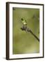 Green Thorntail on Branch-Joe McDonald-Framed Photographic Print