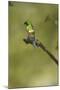 Green Thorntail on Branch-Joe McDonald-Mounted Photographic Print